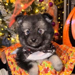 Prince - Black and white male Pomsky puppy in Spring Hill, Florida from Besties Paw Life