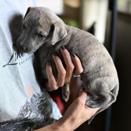 Nimbus - Blue brindle male Whippet puppy in Gentry, Arkansas from Mardel Robeson of Mulberry Hollow Whippets