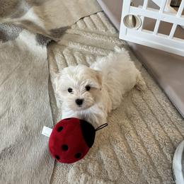 Maltese Puppies from TCBs Glowing Maltese