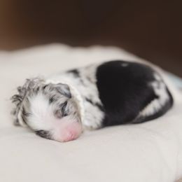 Miniature American Shepherd Puppies from EverSummer Minis