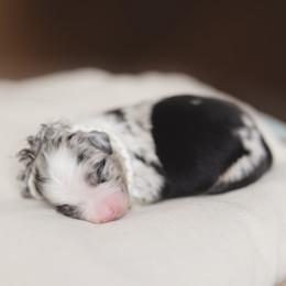 Miniature American Shepherd Puppies from EverSummer Minis