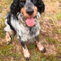 Whiskey - Tri-Roan female English Springer Spaniel puppy in Uvalda, Georgia from Willow Creek Farms