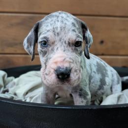 Caprica - Merle female Great Dane puppy in Marlow, New Hampshire from Fox Hill Danes
