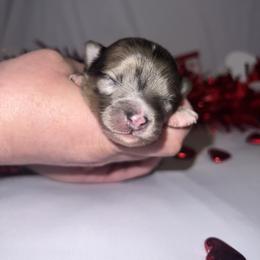 Chihuahua Puppies from Dog Bones N Harmony