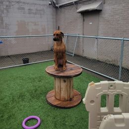 Rhodesian Ridgeback All Grown Up from Stoneridge Ridgebacks