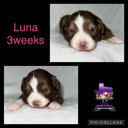 Luna - Toy Australian Shepherd puppy in Jacksonville, Texas from AG Toy & Mini Aussies