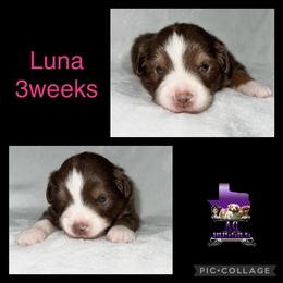 Luna - Toy Australian Shepherd puppy in Jacksonville, Texas from AG Toy & Mini Aussies