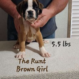 Brown Girl #4 - Fawn Boxer puppy in Marion, North Carolina from Captivating Kennel