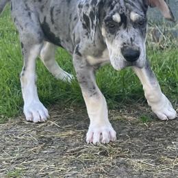 Great Dane Puppies from BkB’s House of Danes