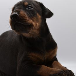 Doberman Pinscher Puppies from Obsidian Kennels