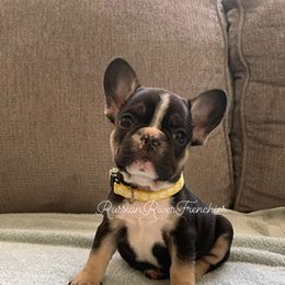 French Bulldog Puppies from Russian River Frenchies
