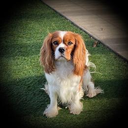 STANLEY - Cavalier King Charles Spaniel