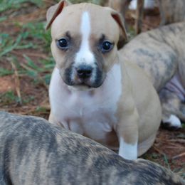 Boy 6 - Red male American Staffordshire Terrier puppy in Ninety Six, South Carolina from Emerald Creek Kennel