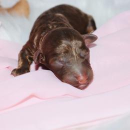 Violet - Phantom female Bernedoodle puppy in Ohio from Moore Doodles