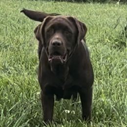 River - Labrador Retriever