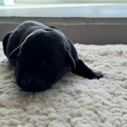 Violet - Black female Labrador Retriever puppy in Richfield, Utah from Stormy River Retrievers
