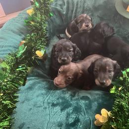 Dachshund Puppies from Irish Paws Dachshund Ranch 23 AKC Dachshunds