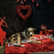 Girl 1 - Australian Koolie puppy in Colorado from Kismet Mountain Koolies