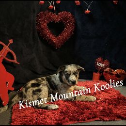 Girl 1 - Australian Koolie puppy in Colorado from Kismet Mountain Koolies