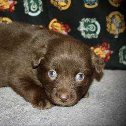 Louisiana - Red & white female Australian Shepherd puppy in El Dorado Springs, Missouri from HP Aussie Kennels