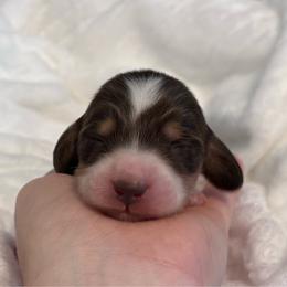 Bingo - Piebald male Dachshund puppy in Dothan, Alabama from Little House Pups