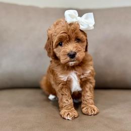 Cupcake girl - Red  female Goldendoodle puppy in Rio Linda, California from Plush Doodles