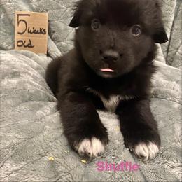 Shuffle - Black & white female Australian Shepherd puppy in Wisconsin Dells, Wisconsin from Nicara kennel