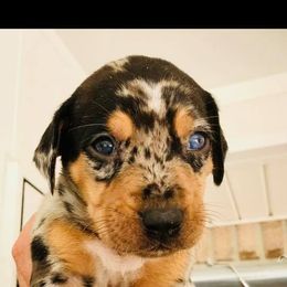 Catahoula Leopard Dog Puppies from Magnolia Farms Kennel
