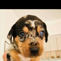 Catahoula Leopard Dog Puppies from Magnolia Farms Kennel