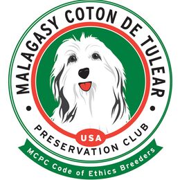 Cotons de Tulear from Columbia Gorge Cotons