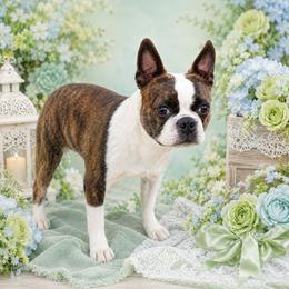 Tut - Boston Terrier