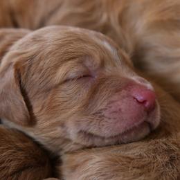 Goldendoodle Puppies from Hawkins Heritage Goldendoodles