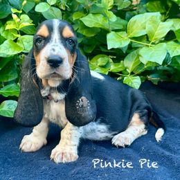 Pinky Pie - Black white and brown female Basset Hound puppy in Dingess, West Virginia from Tuckers' Howling Hounds
