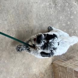 Roadie - Black and chalk male Australian Labradoodle puppy in Denton, Texas from Dignity Labradoodles