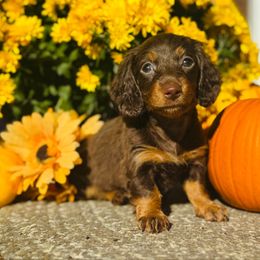 PUMPKIN - Chocolate and tan female Dachshund puppy in Holtwood, Pennsylvania from Holly Hill Dachshunds