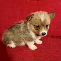 Pembroke Welsh Corgi Puppies from Rocking MAD Corgis