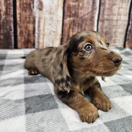 Chocolate Dapple F - Dapple female Dachshund puppy in Malad City, Idaho from Mountain Sage Dachshunds