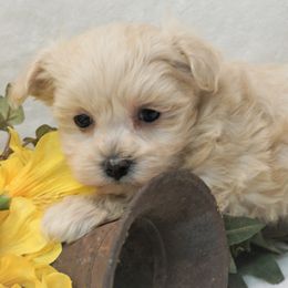 Bichon Frises, Companion Crosses, Maltipoos, and Poodles from Panther Creek Road