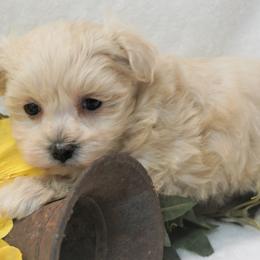Bichon Frises, Companion Crosses, Maltipoos, and Poodles from Panther Creek Road