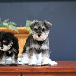 Miniature Schnauzer Puppies from Clay Hill Kennels