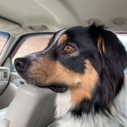 Kelly - English Shepherd