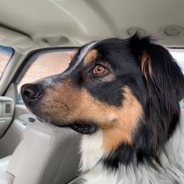 Kelly - English Shepherd