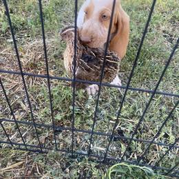 Bracco Italiano and Chihuahua Puppies from Snow Peak Kennel