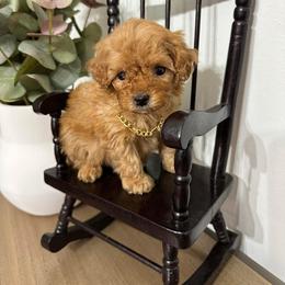 Aussiedoodle and Poodle Puppies from Mountaintop Paws
