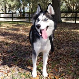 Akira - Siberian Husky