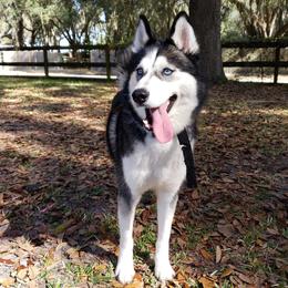 Akira - Siberian Husky