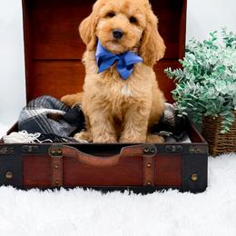 Gary - Apricot male Goldendoodle puppy in North Carolina from NC Doodle Puppies