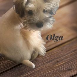 Olga - Miniature Schnauzer
