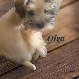 Olga - Miniature Schnauzer