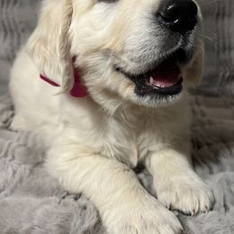 Golden Retriever Puppies from Southern Utah Goldens